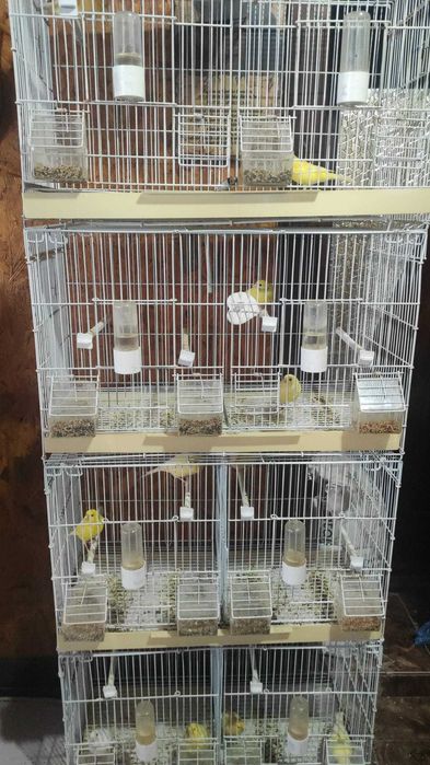 canari perechi formate