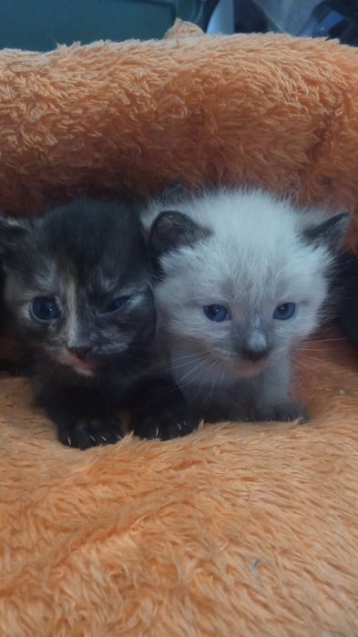 Отдам в добрые руки