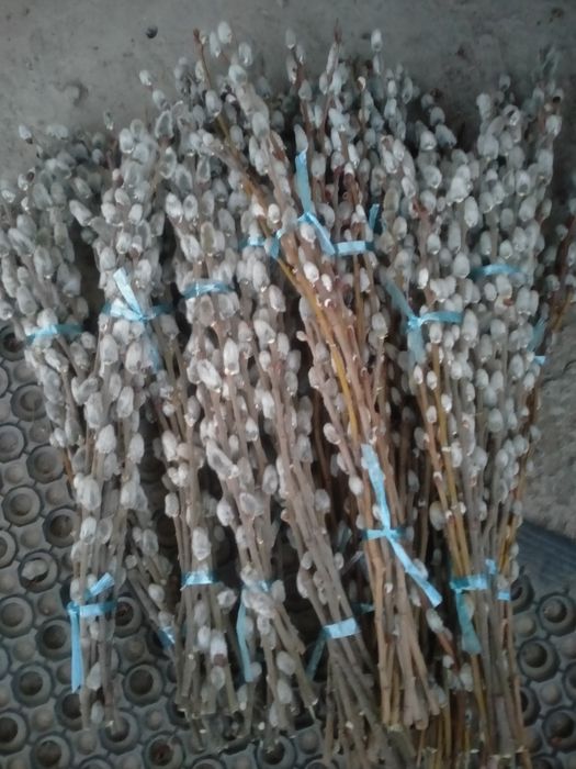 Верба в пучках и штучно