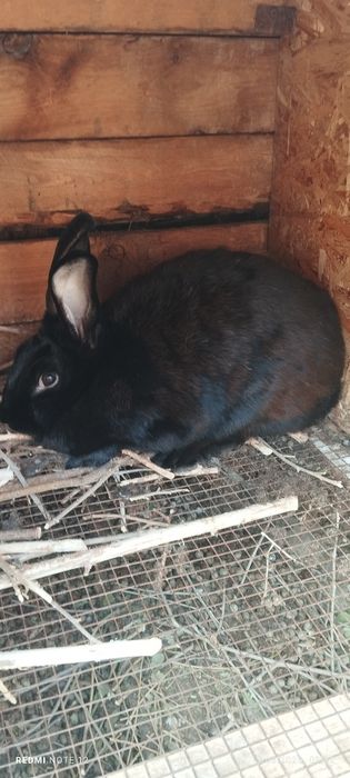 Продам кроликов 5взрослых 6 подростков