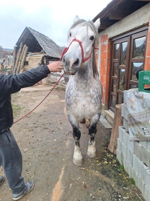 Vand iapa pe 6 ani cuminte