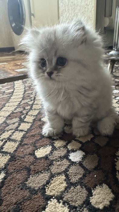 Продается Кошка Mushuk Sotiladi