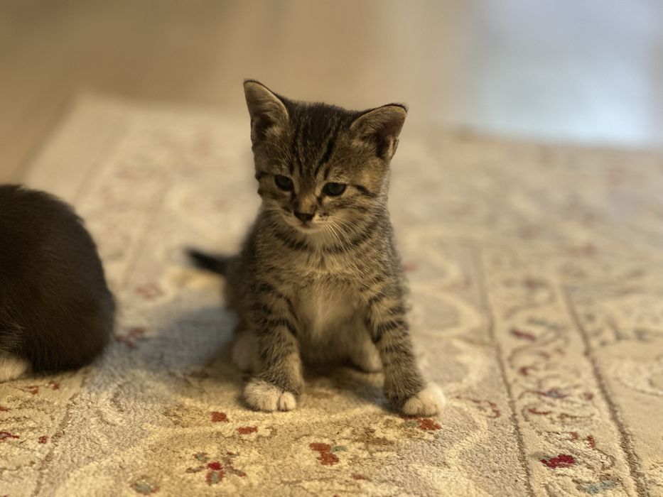 Отдам котят в добрые руки