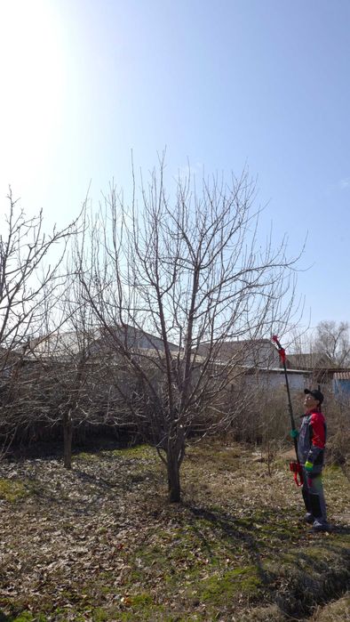 обрезка плодовых деревьев