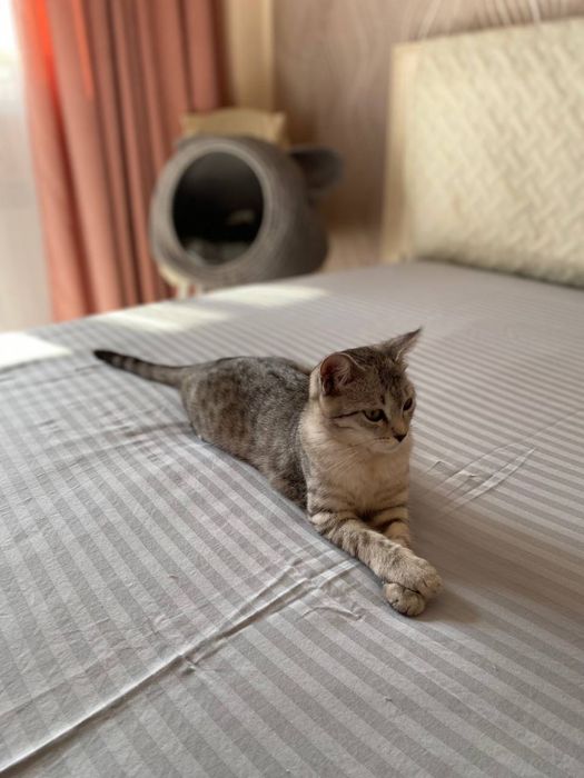 Отдам котят в хорошие руки