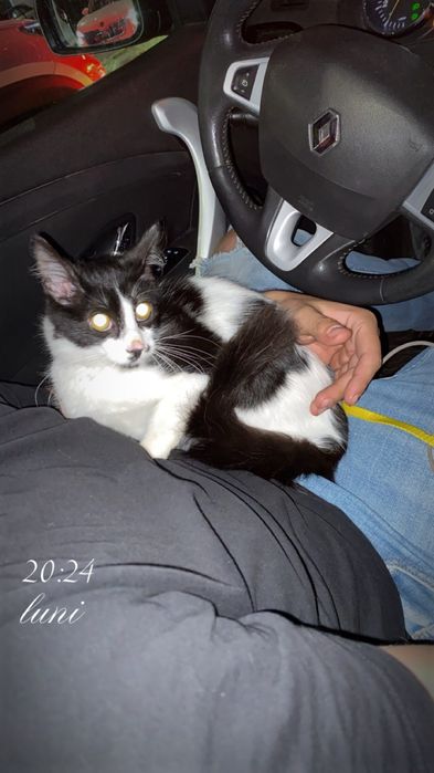 pisica spre adoptie