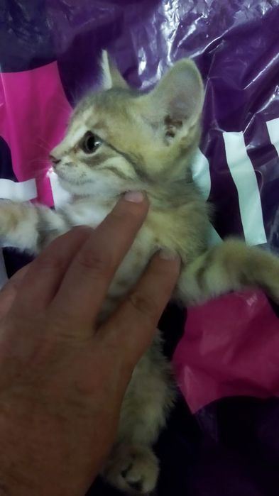 Отдам котёнка в добрые руки