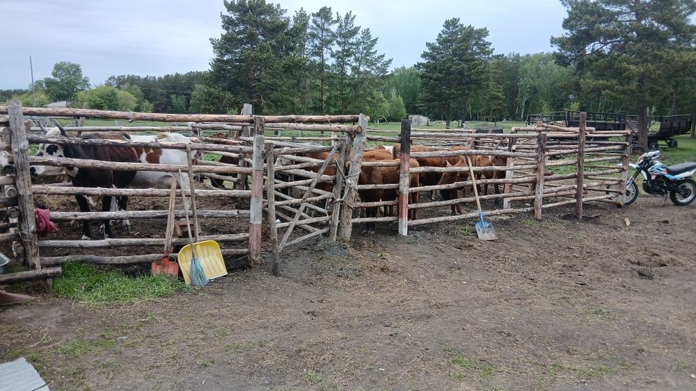 Продам КРС на доращивание . ірі кара