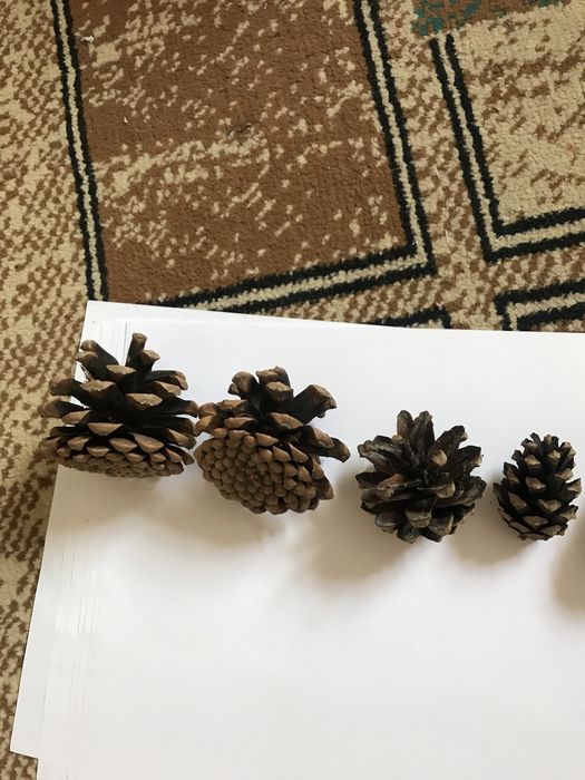 Шишки сосновые сосна