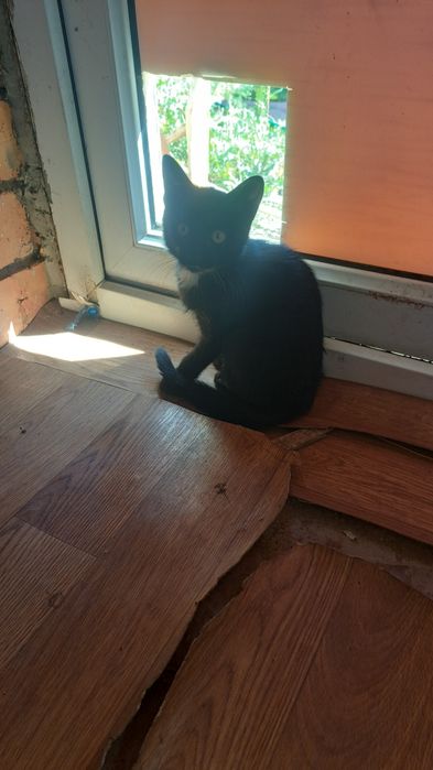 Котята бесплатно