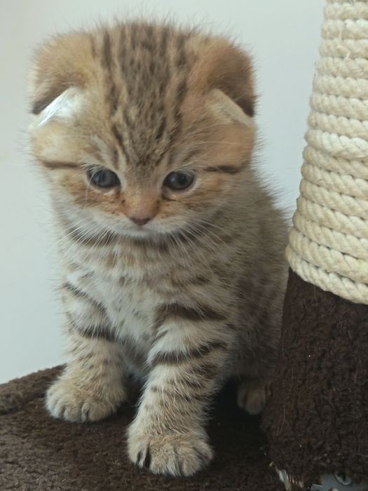 Fold  mushukcha sotiladi