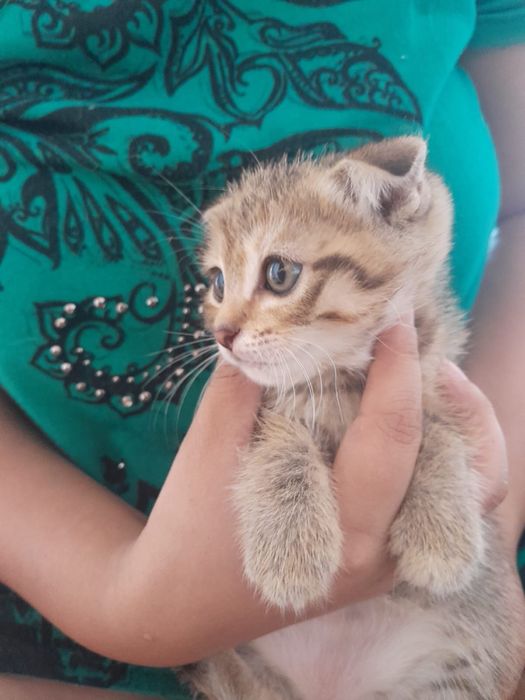 Котята пародистые