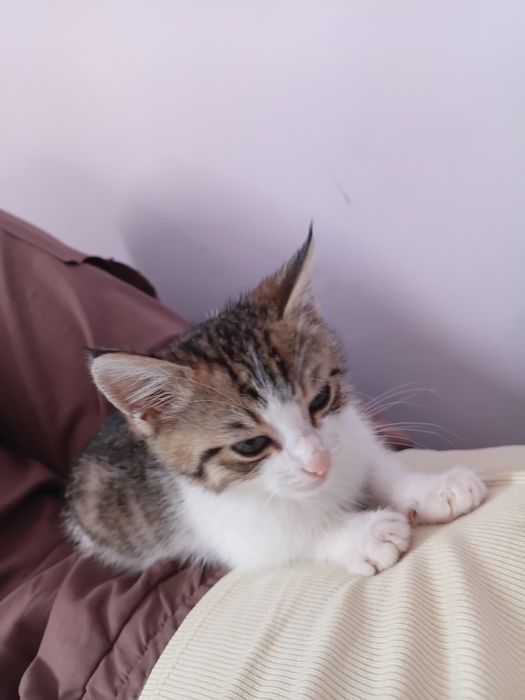 Котенок беспалтно