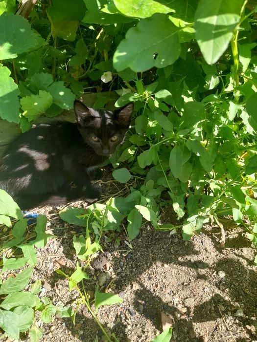 Котёнок ищет любящий дом!
