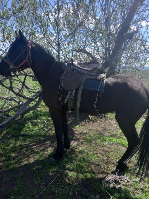 Продам кабылу 4 года