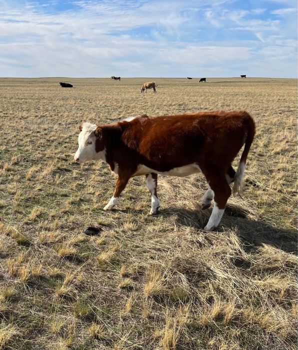 10 бас ургашы падсос