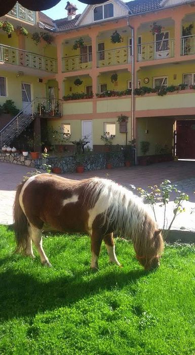 Vand ponei foarte cuminte