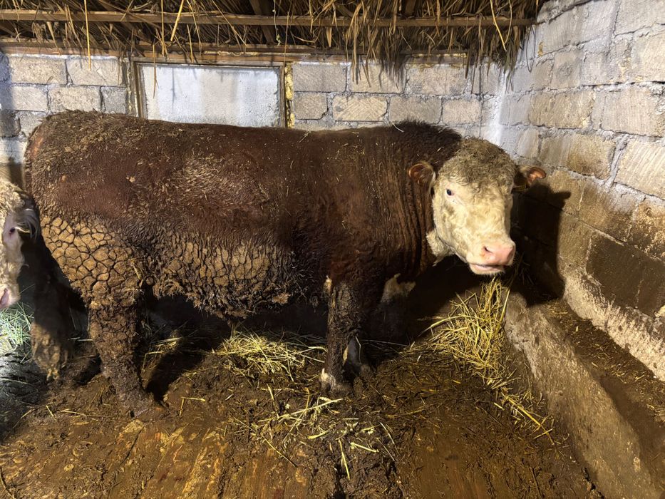 Ак бас букалар, белоголовые быки