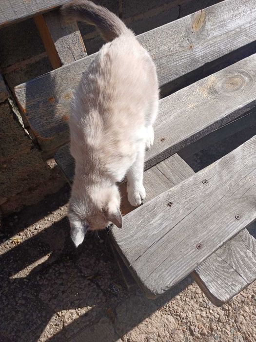 Отдам котенка в добрые руки