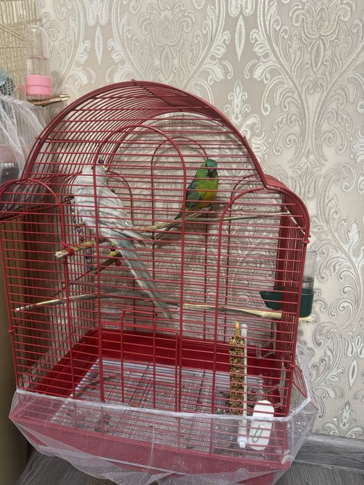 Попугаи певьчие