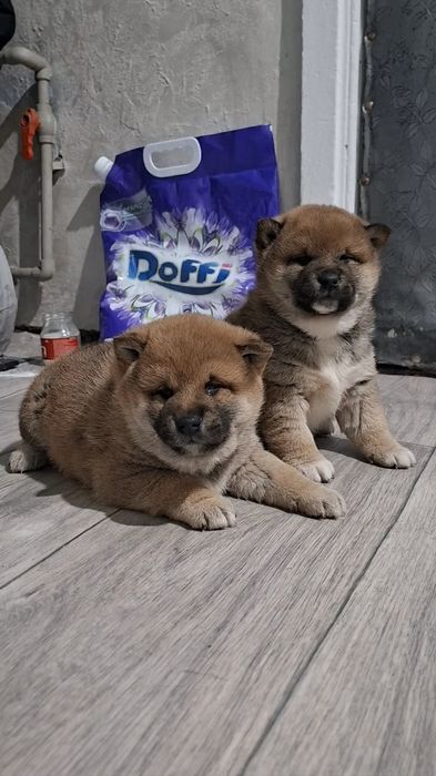 Продам щенков Сиба-ину мальчики )