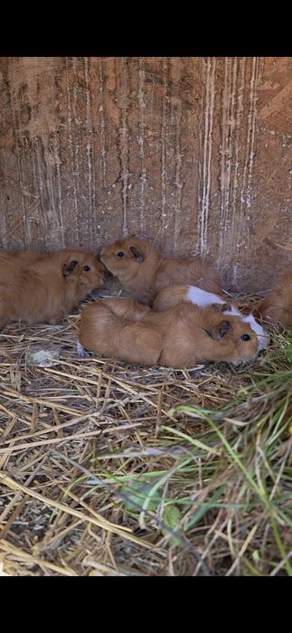 Porcușori de guineea
