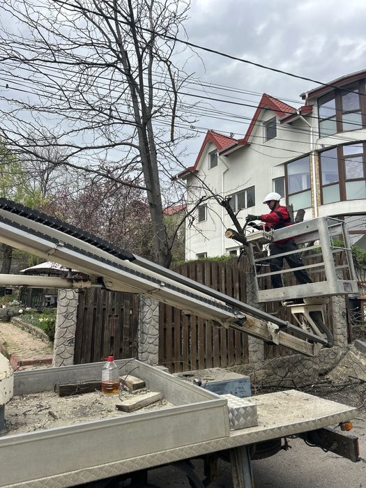 Taiere , Toaletari copaci , defrisari.