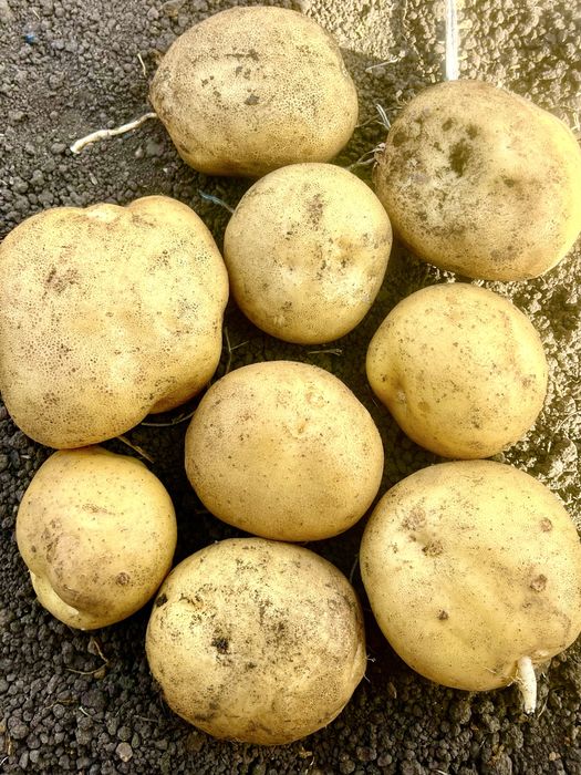 Продам картофель дачный