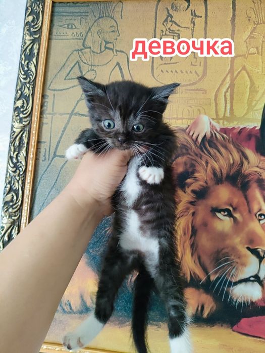 Отдам очень красивых котят в добрые руки