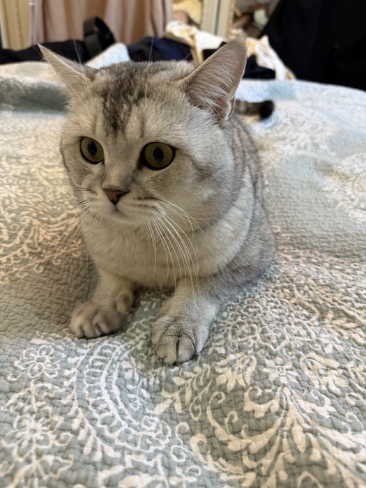 Мушук сотилади шиншила