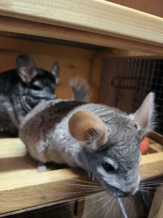 Шиншиллы, мальчики