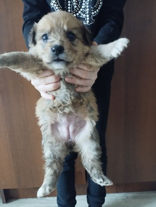 Отдам даром.щенят .