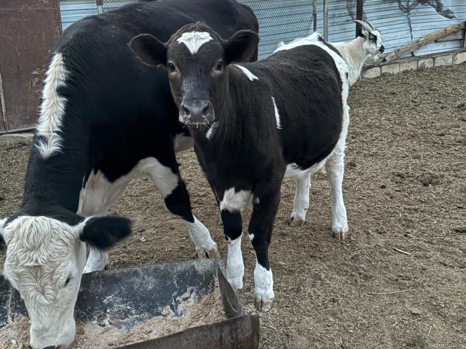 Сиыр бұзауымен сатылады