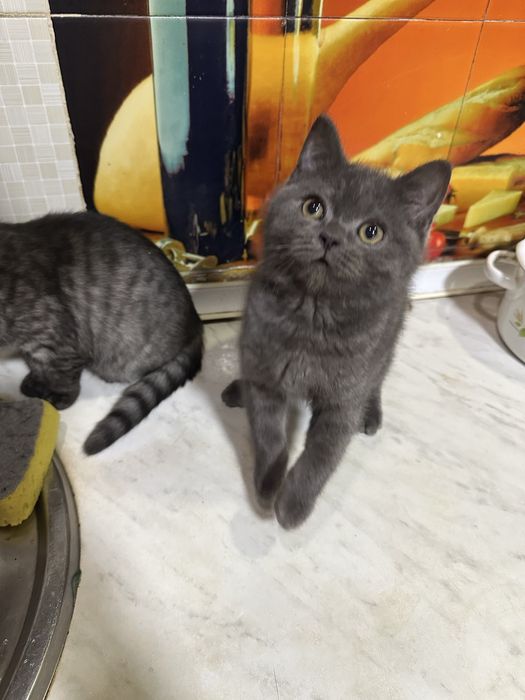 Aqilli odobli ugil bola oglom toza qonli mushukcha