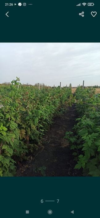 Zmeură bio anul 2025.