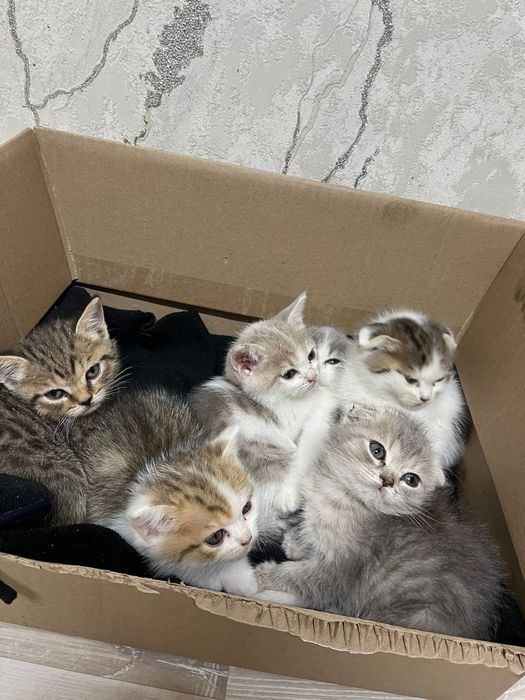 Срочно нужен дом котятам!