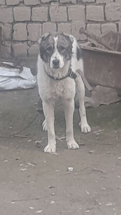 Алабай сотилади  8 ойлик еркак тоза зотли