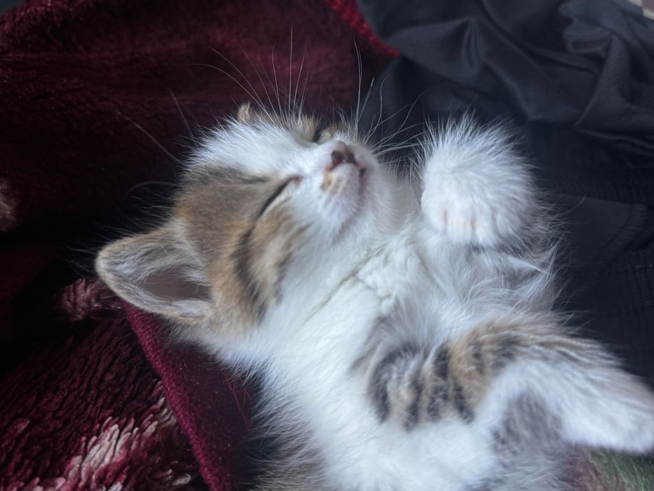 отдаю месячнего котенка