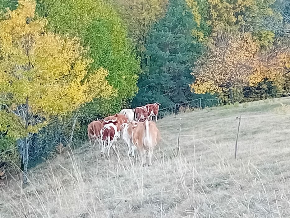 Vînd vaci Balțata românească