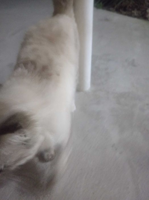 Продаю кошку с породой и голубыми глазами