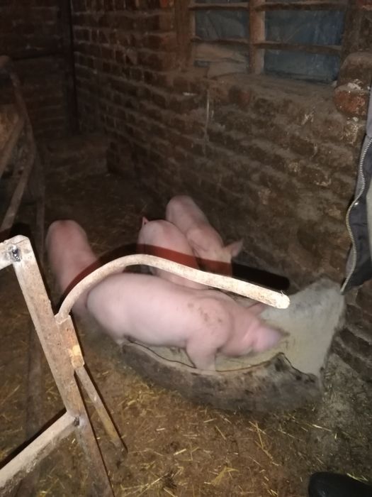 Продавам малки прасенца