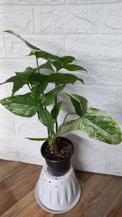 Сингониум/Аглонема/Хлорофитум