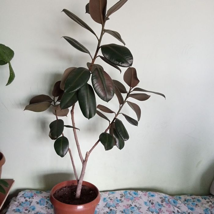 Gullar Qora shaxzoda