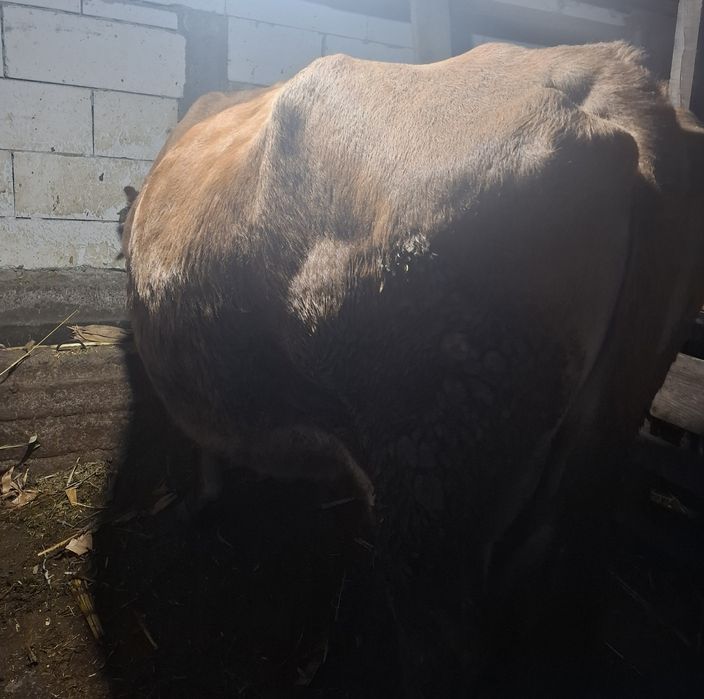 Vând vacă gestantă