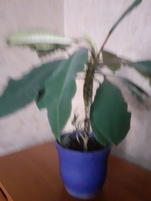 Продаю цветок молочай