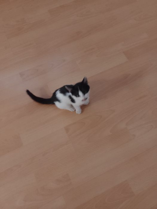 Motănel 2 luni alb cu. negru