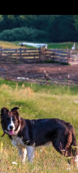 Border Collie linii de lucru