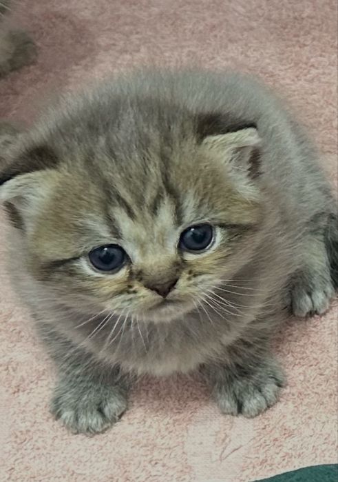 Очаровательный котёнок ищет любящий дом