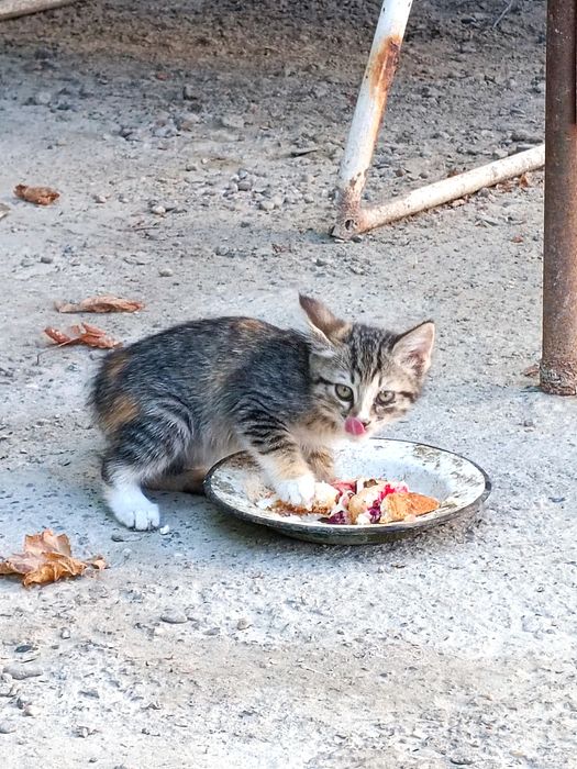 Отдадим кошек/котов бесплатно в хорошие руки .