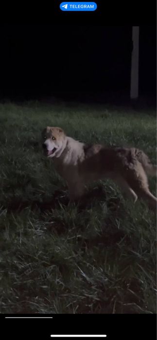 Продам алабая